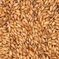 Munich Malt Type 1