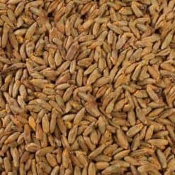 Rye Malt