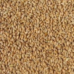 Wheat Malt