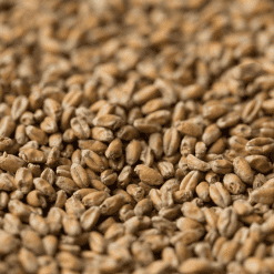 Chit Wheat Malt - Gladfield