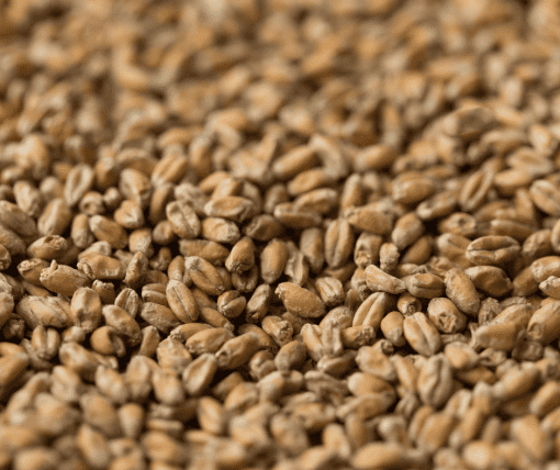 Chit Wheat Malt - Gladfield