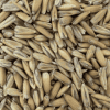 Golden Oat - Gladfield