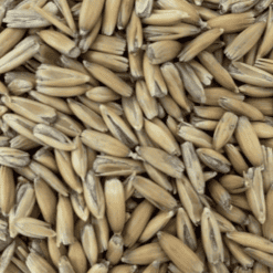 Golden Oat - Gladfield