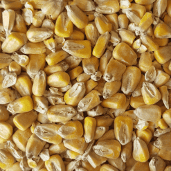 Maize Malt - Gladfield