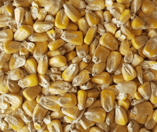 Maize Malt - Gladfield